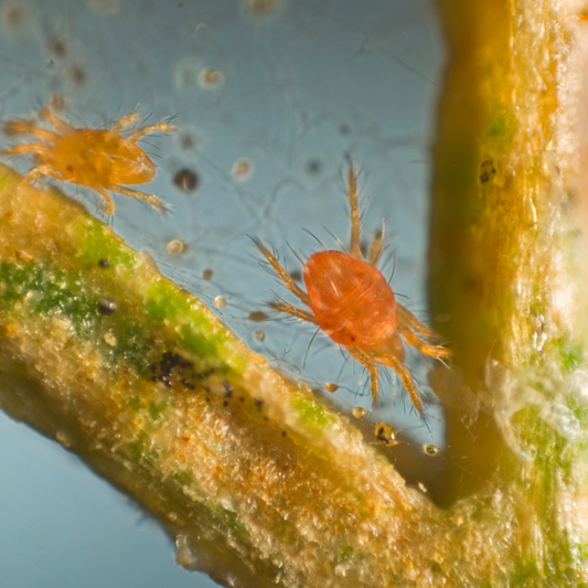 Expert Strategies for Managing Dust Mite Allergies: A Guide to Natural Solutions